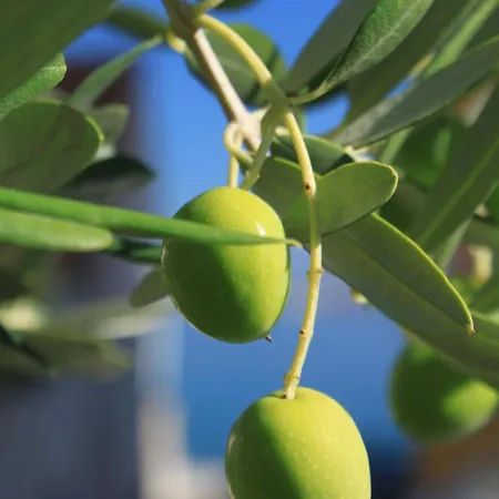 アパート By The Sea Preko, Ugljan - 8384