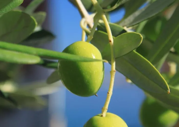 Apartment By The Sea Preko, Ugljan - 8384